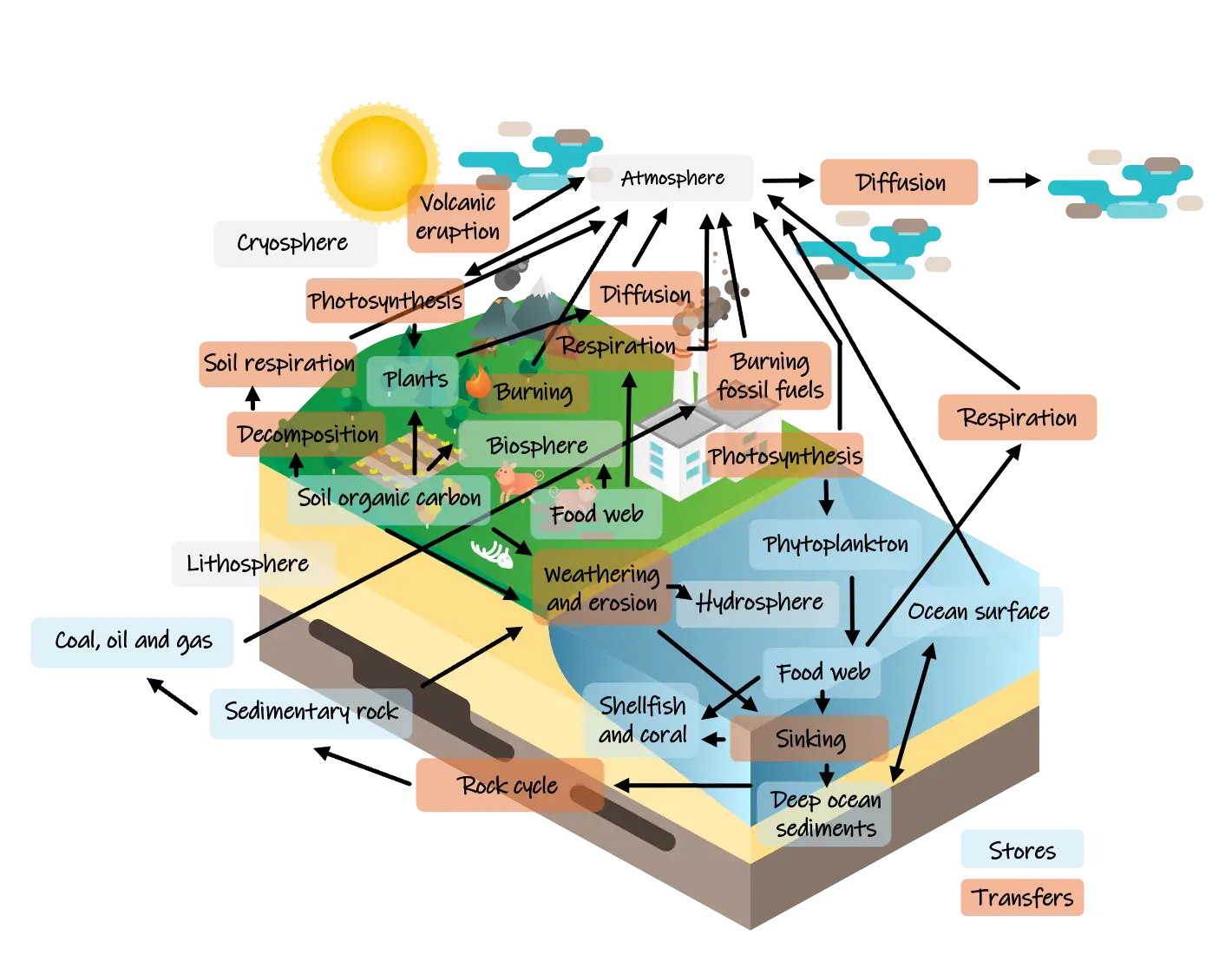 The Carbon Cycle
