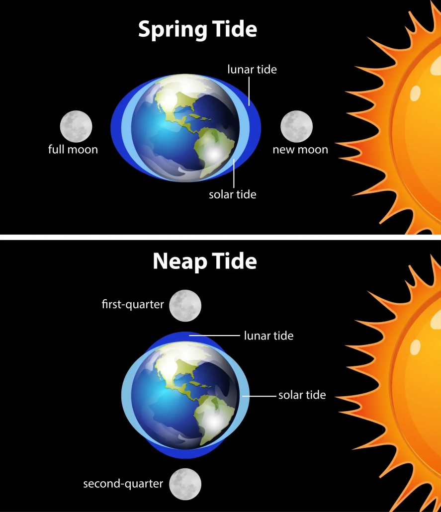 Spring and neap tides